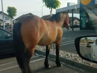Buna dimineata!