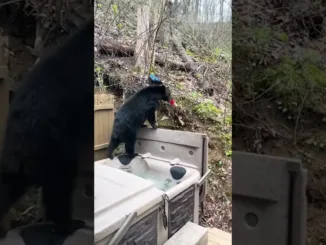 Ursul fură Gatorade din Pridvor - video