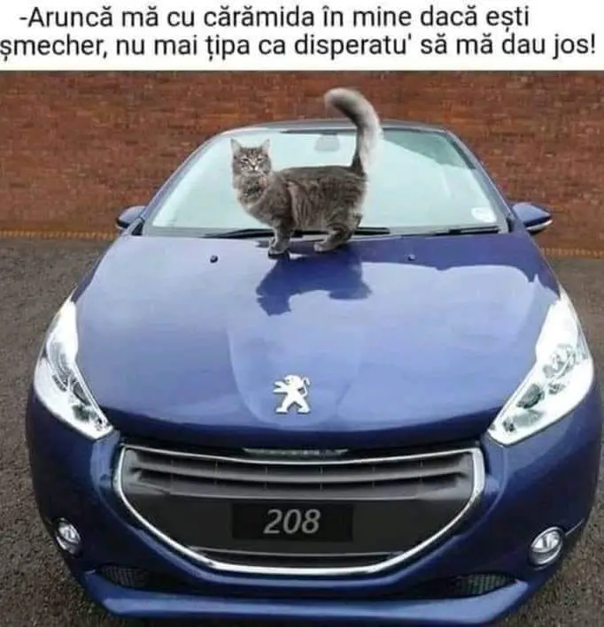 Buna dimineata!