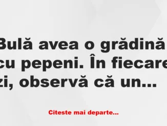 Banc: Bulă și pepenii Banc: Bulă și pepenii