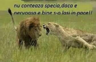 Nu conteaza specia, daca e nervoasa e bine s-o lasi in pace!!