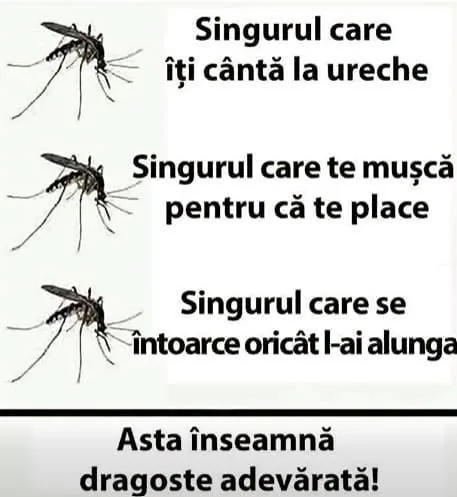 Singurul care îți cântă la ureche...