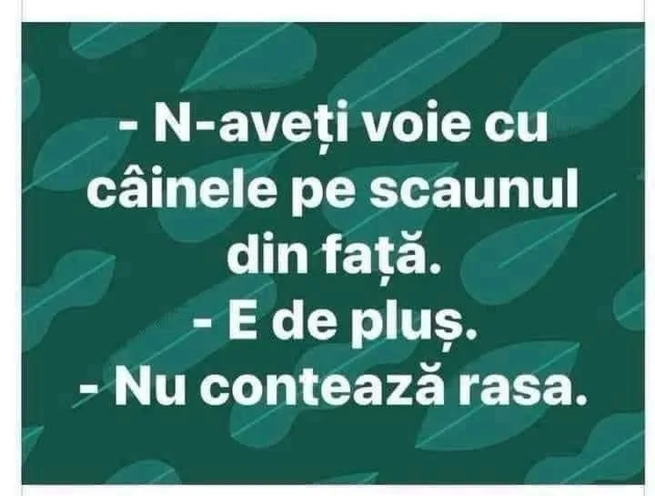 N-aveți voie cu câinele pe scaunul din față...