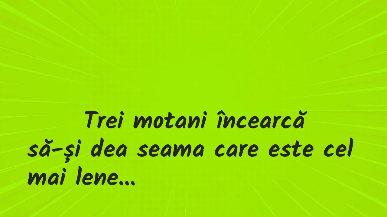 Banc: Trei motani extrem de leneși