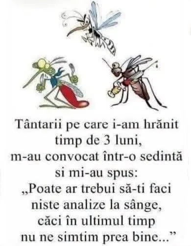 Țânțarii pe care i-am hrănit timp de 3 luni...