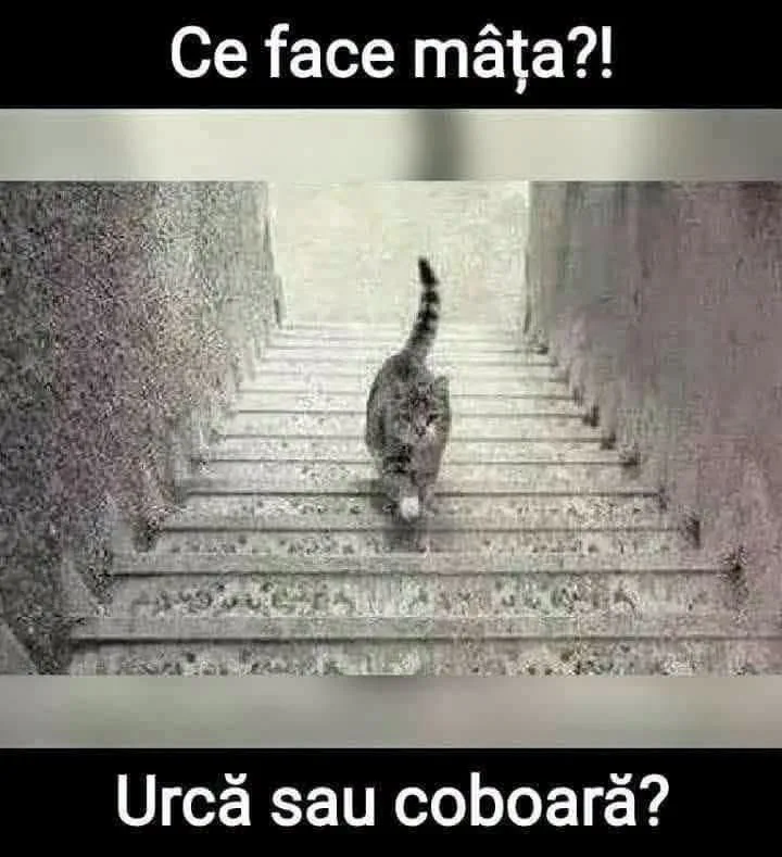 Ce face mâța?!