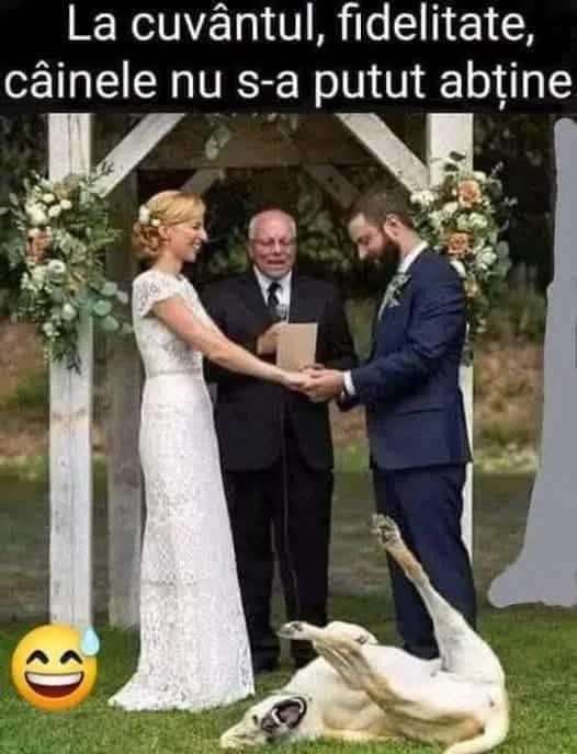 La cuvântul, fidelitate, câinele nu s-a putut abține