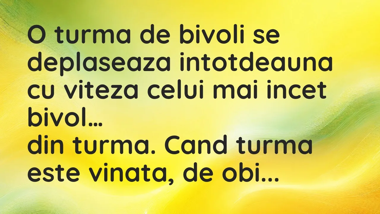 Banc: O turma de bivoli se deplaseaza intotdeauna cu viteza celui mai incet…