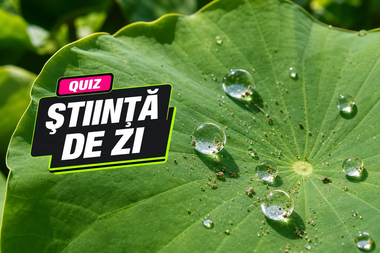 Știință de zi cu zi – quiz: potrivești fenomenul cu explicația și iei 6/10?